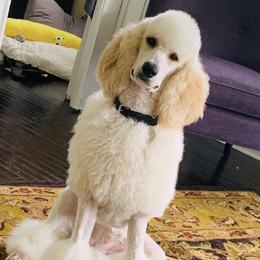 Phoebe - Poodle