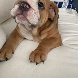 Bulldog Puppies from Adorable Bulldogs