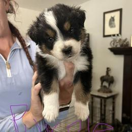 Montana - Black tri-color female Australian Shepherd puppy in Orangevale, California from Winchester Aussies