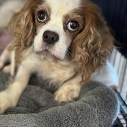 Nicole - Cavalier King Charles Spaniel