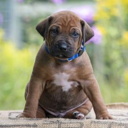 Boy 7 - Rd whtn blk nose male Rhodesian Ridgeback puppy in Hillman, Minnesota from Rhoxwood Kennel