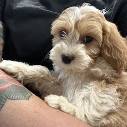 Cavapoo, Cockapoo, Goldendoodle, and Poodle Puppies from Lipscomb Doodles