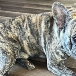 French Bulldogs from Papi Puppies