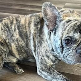 French Bulldogs from Papi Puppies