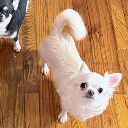 Maya - Cream female Chihuahua puppy in Allentown, Pennsylvania from Tsunami Cockers & Chihuahuas