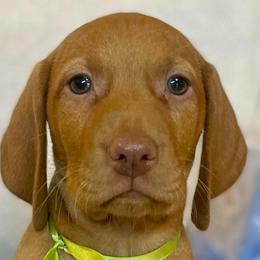 Merida - Golden rust female Vizsla puppy in Bloomington, Indiana from Envizion