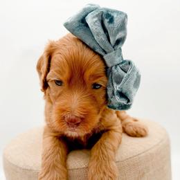 Carmel - Apricot female Goldendoodle puppy in North Carolina from Tuxedo Mountain Doodles