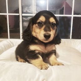 Boy 1 - male Dachshund puppy in Grants Pass, Oregon from vom Treuen Wachter