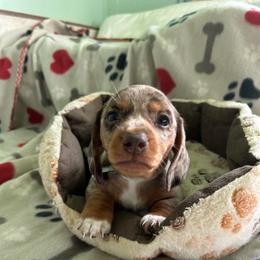 Blue - Dapple male Dachshund puppy in Cumby, Texas from Dog Daze Ranch