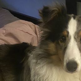 Shetland Sheepdogs and Toy Shetland Sheepdogs from Empire Shelties Ohio