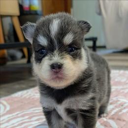 Colby (blue) - 2300 - Blue male Pomsky puppy in Spring Hill, Florida from www.PuppyTimeEmporium.com