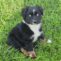 Ian - Black tri-color male Australian Shepherd puppy in Harrodsburg, Kentucky from Triple M Aussies