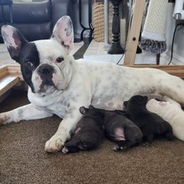 French Bulldogs from Soledads Frenchies