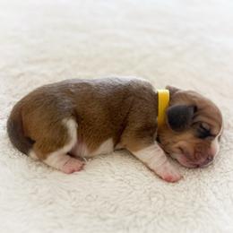 Finn - Red and white male Beagle puppy in Brownsboro, Texas from Willow Bark Beagles