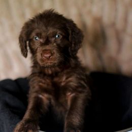 Labradoodle and Labrador Retriever Puppies from Moore than Dogs