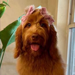 Banx - Goldendoodle