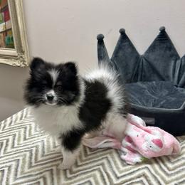 5wks AKC Black and White Parti Girl - Black parti female Pomeranian puppy in Madison, Ohio from PawSitive Therapy Pomeranians