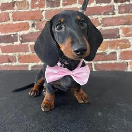 Dachshund Puppies from EntityDachs