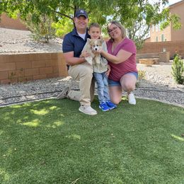 Miniature American Shepherd and Pembroke Welsh Corgi Puppies from Zugspitze Pembroke Welsh Corgis & Mini American Shepherds