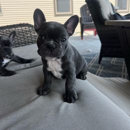 Missy Elliot - French Bulldog puppy from Wasia’s Frenchies