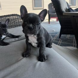Missy Elliot - French Bulldog puppy from Wasia’s Frenchies