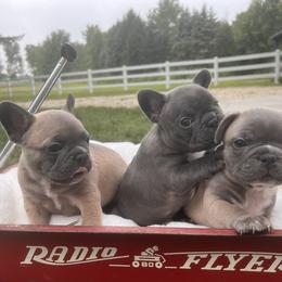 French Bulldog Puppies from Willow Farm