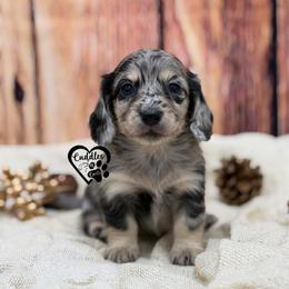 Claire - Dapple female Dachshund puppy in Nashville, Arkansas from Cuddles n Curls