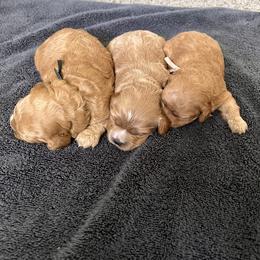 Cavapoo Puppies from Freckles Family Cavapoos