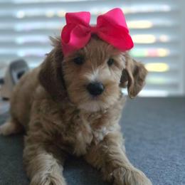 Autumn - Apricot female Goldendoodle puppy in Summerville, South Carolina from Channys Doodles