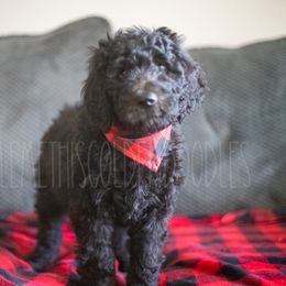 Goldendoodle Puppies from Doodle Me This Goldendoodles