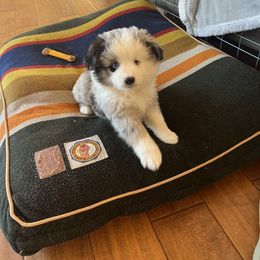 Miniature Australian Shepherd Puppies from Small Town Aussies