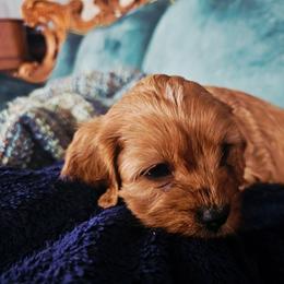 Vino - Ruby male Cavalier King Charles Spaniel puppy in Watsontown, Pennsylvania from Huntsman Cavaliers