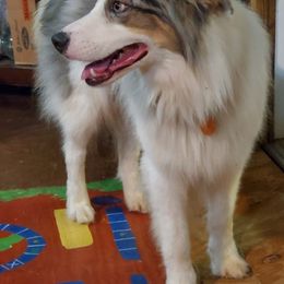 Australian Shepherd All Grown Up from Best Aussies