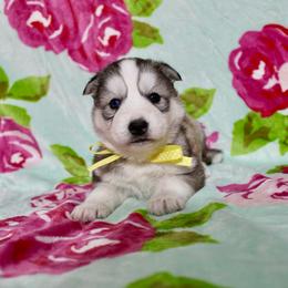 Heidi - Gray and white female Siberian Husky puppy in Lunenburg, Vermont from SNOW WOOLY HUSKY