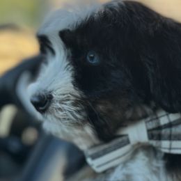 Bernedoodles, Double Doodles, and Goldendoodles from Florida Doodles