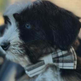Bernedoodles, Double Doodles, and Goldendoodles from Florida Doodles