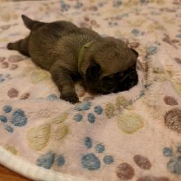 Forrest - Fawn male Pug puppy in Moorefield, West Virginia from Wratchford Farms