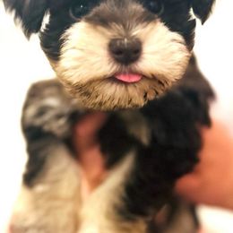Miniature Schnauzer Puppies from Beards N Bows Mini Schnauzers