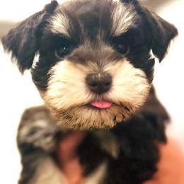 Miniature Schnauzer Puppies from Beards N Bows Mini Schnauzers