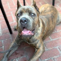 Cane Corso Puppies from Venom Cane Corsos