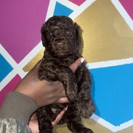 Meg - Brown Poodle puppy in Valdosta, Georgia from Posh Poodles
