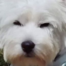 West Highland White Terriers from Dixieland Westies