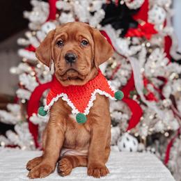 4th Pick Female - Yellow female Labrador Retriever puppy in Mt. Vernon, Texas from Bohlken Labradors