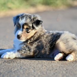 Prince - Blue merle male Toy Australian Shepherd puppy in Wichita Falls, Texas from Shooting Stars Ranch Toy and Mini Aussies