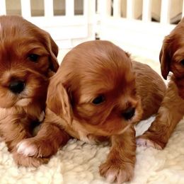 Cavalier King Charles Spaniel Puppies from Gold Country Cavaliers