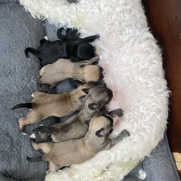 French Bulldog, Mal-Shi, Maltipoo, and Shih Tzu Puppies from NC Stellar Puppies