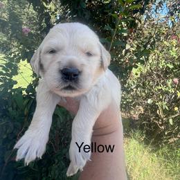 Yellow - Golden female Golden Retriever puppy in Jesup, Georgia from Painted Platinum Retrievers (Painted Platinum Kennel) PPK