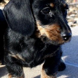 Dachshunds from MoonLight Dachshunds