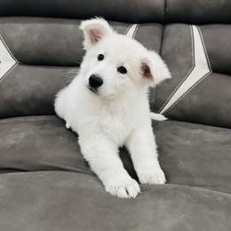 Berger Blanc Suisse Puppies from Moonlight Berger Blanc Suisses