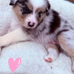 Blue merle girl 3 - Blue merle female Miniature American Shepherd puppy in Strykersville, New York from Hundred Acre Wood Homestead Kennels